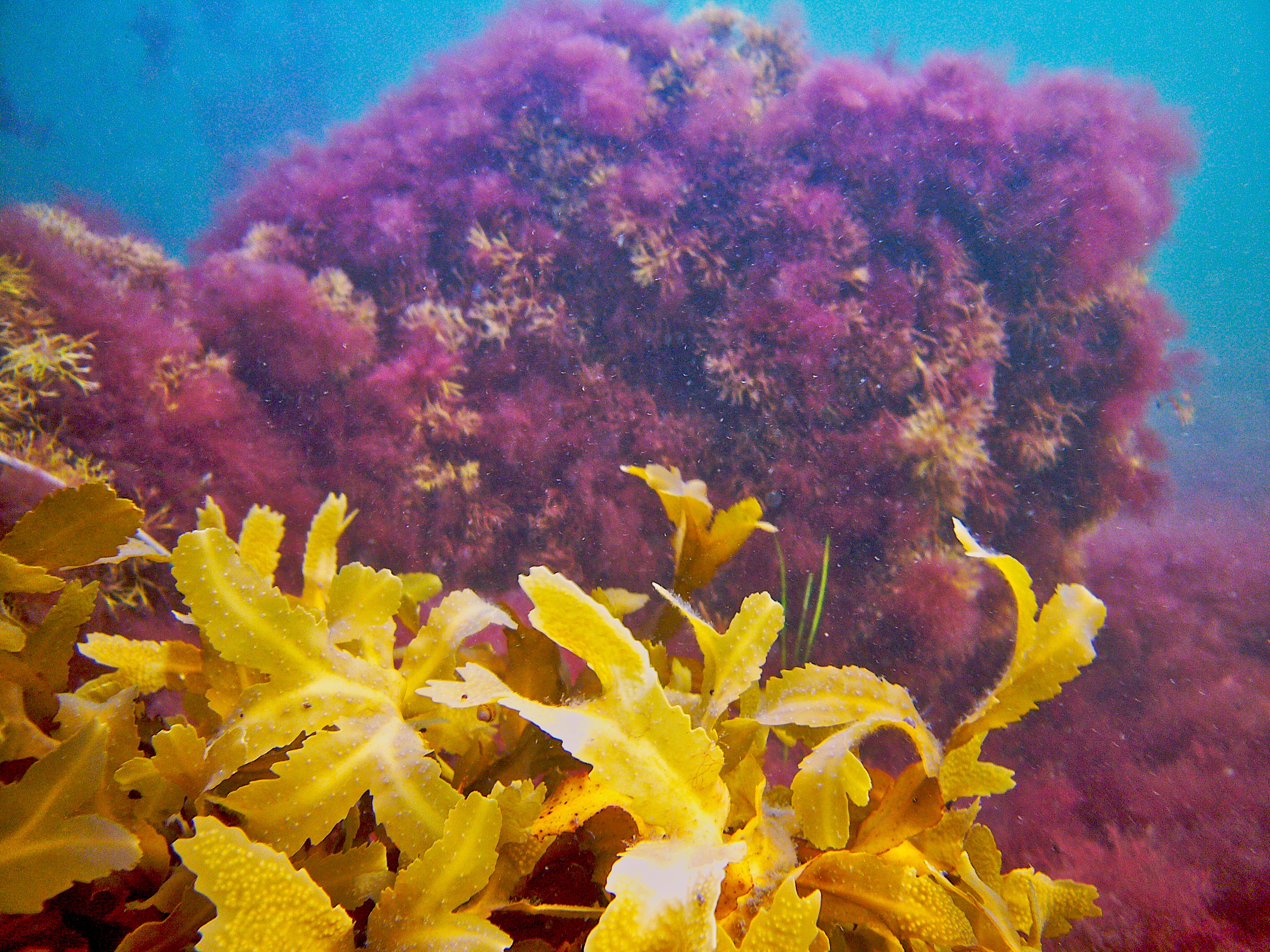 Vegetation Blandat3