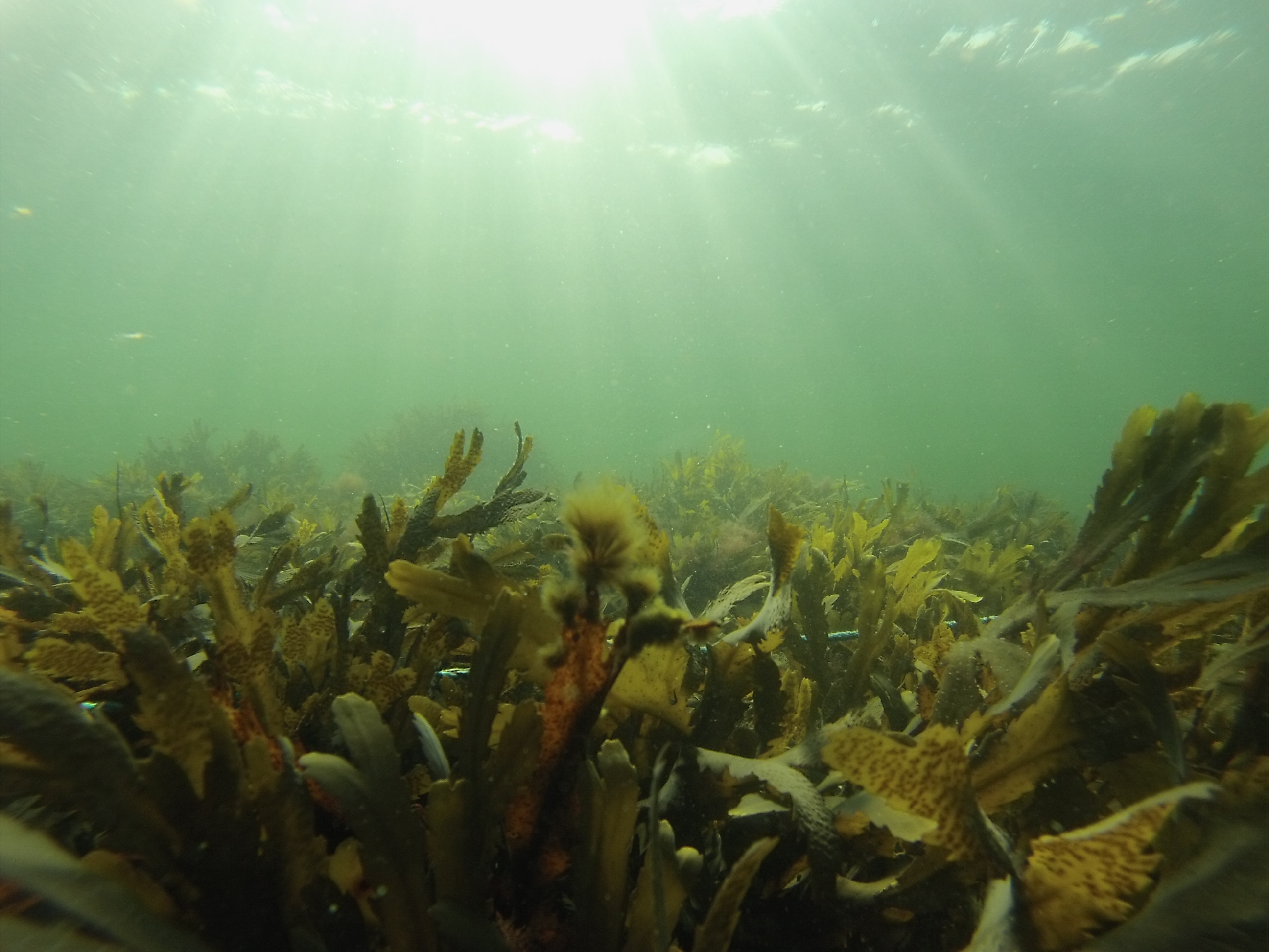 Vegetation Fucus2