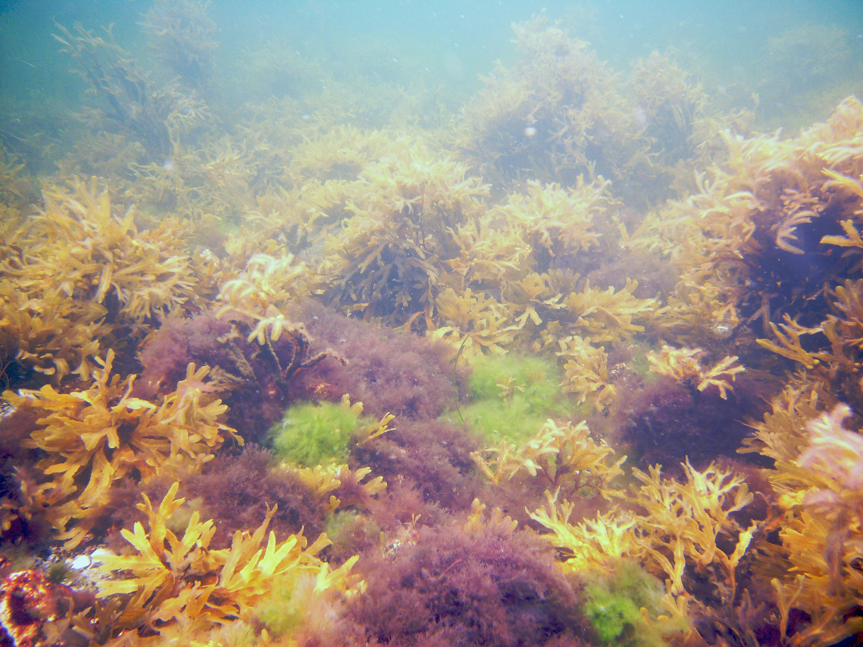 Vegetation Blandat2