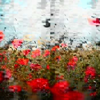 Oscar Nord V0kdko5cv0u Unsplash