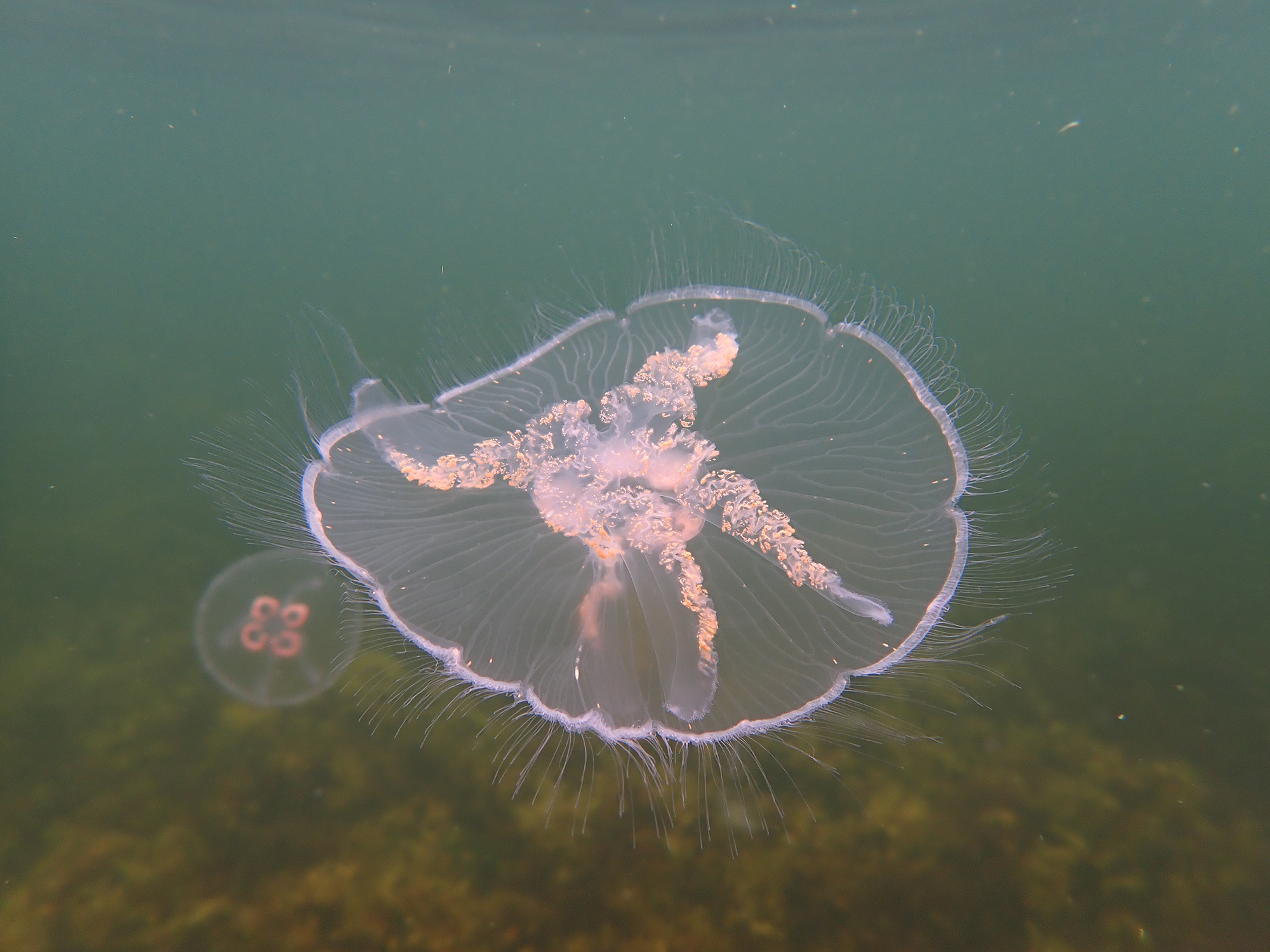 Djurplankton Öronmanet Mindre