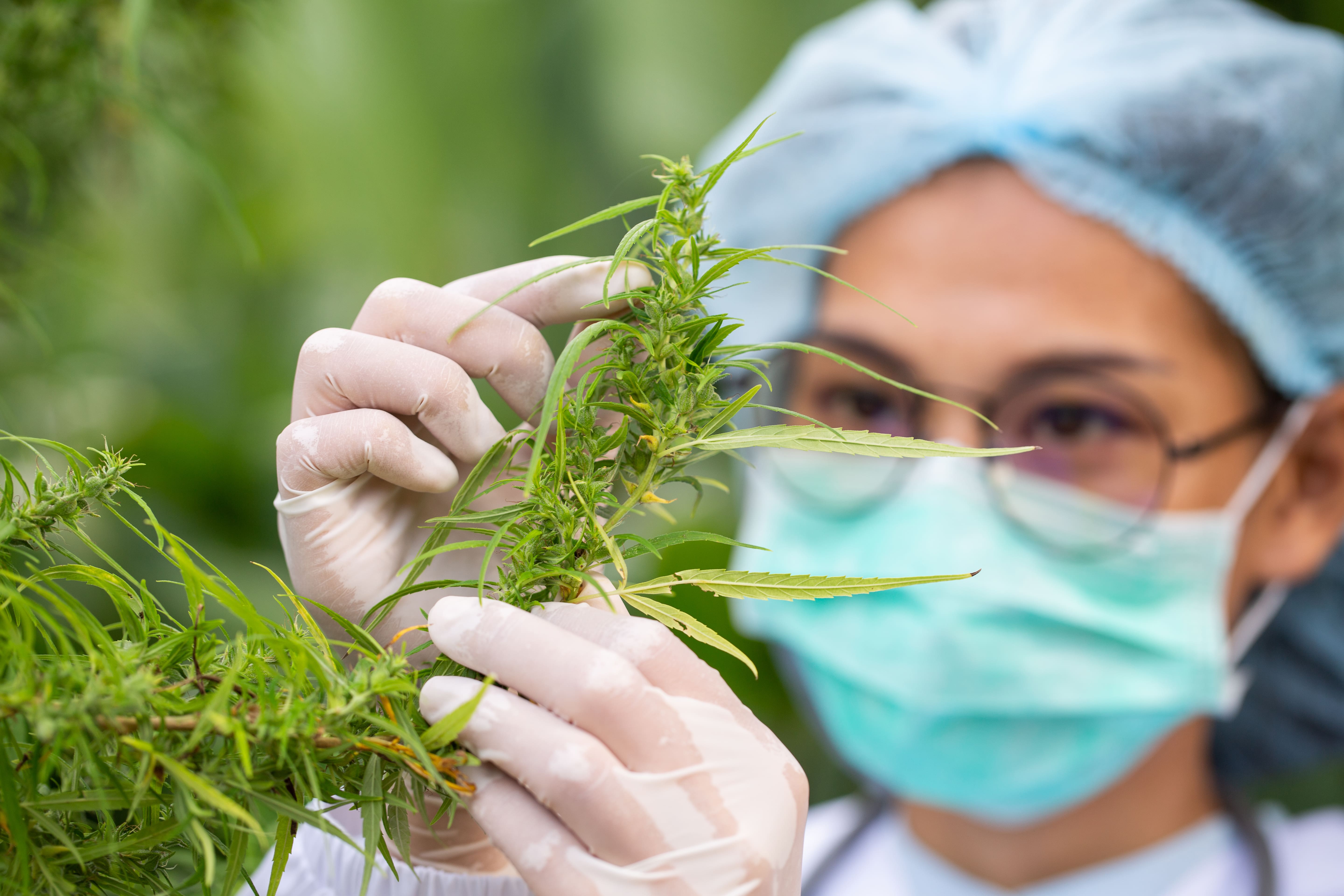 Medical Cannabis Istock 1175648790 Min