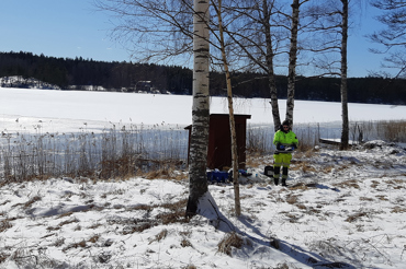 Skogsplantor