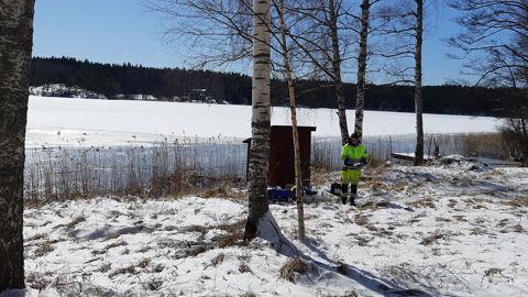 Skogsplantor